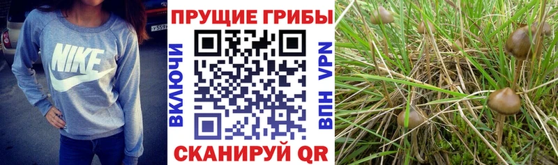 Галлюциногенные грибы ЛСД  kraken зеркало  Рассказово 
